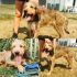 BALTO SPINONE/SEGUGIO 2/3 ANNI SOGNA LA LIBERTA'