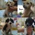 8 CUCCIOLI SALVATI DALLA SPAZZATURA