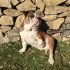 bulldog inglese maschio per monte