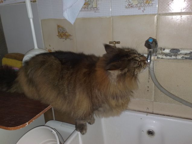 Bevo direttamente dal rubinetto....