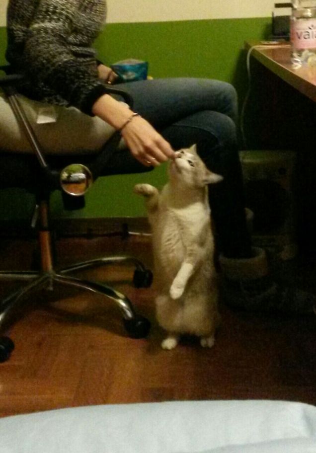 Non sembro una scimmietta?