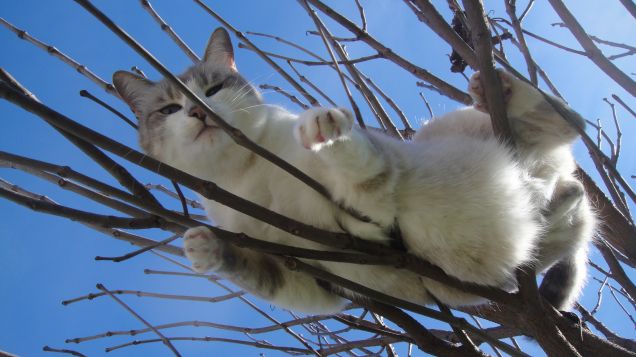 Sempre più in alto!