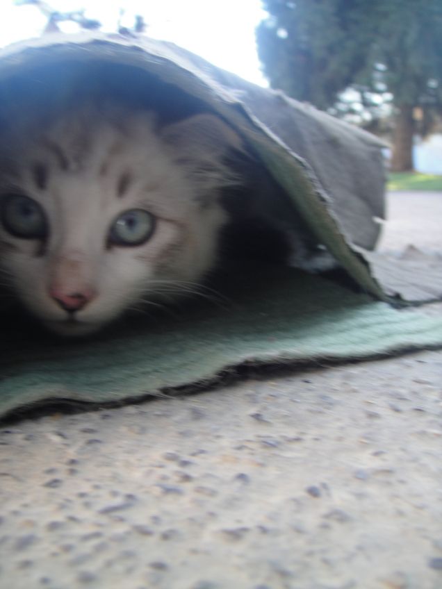 Che bel nascondiglio