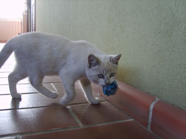 Maya e la sua pallina...distrutta!