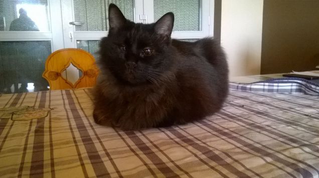 qualcuno non ha scrollato bene la tovaglia!