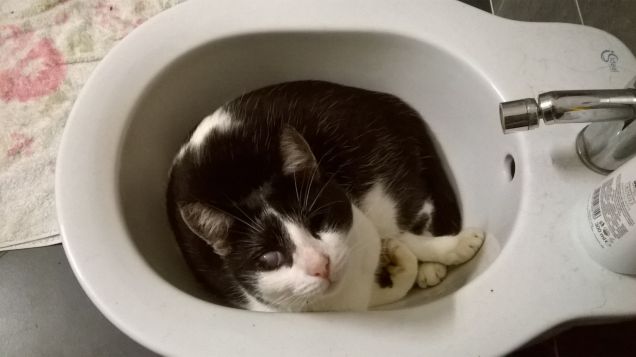 non è la mia cuccia??