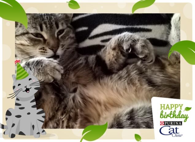 ancora qua sei? corri a comprarmi le crocche!!