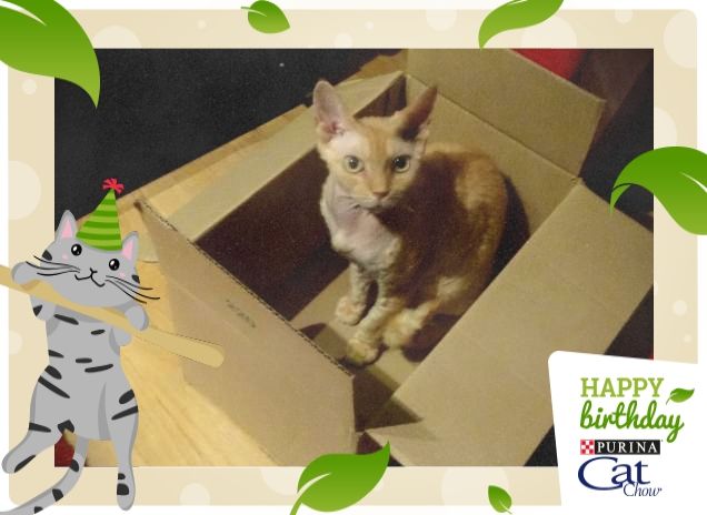 Gribouille in the box