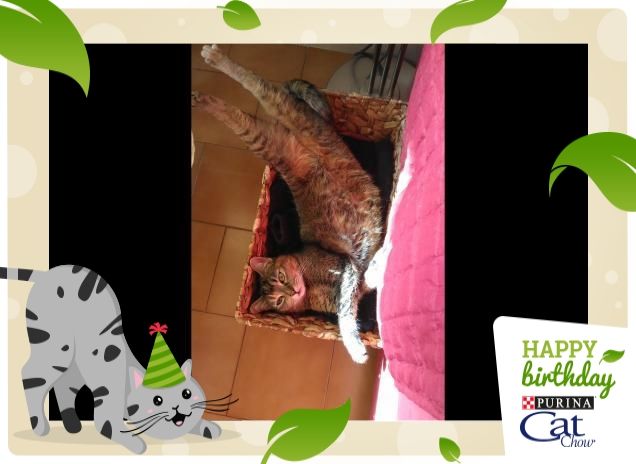 la fatica di esser gatto