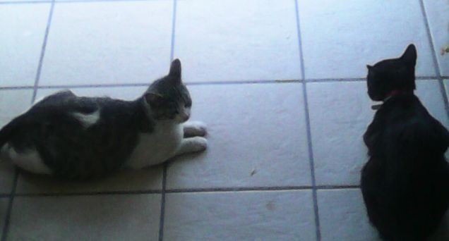 Assieme alla Gattina