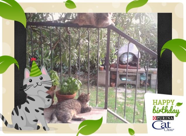 Vediamo Catchow in lontanza!