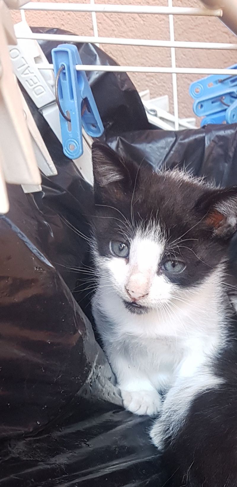 gattina da adottare