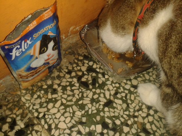 provato il gusto tacchino con spinaci