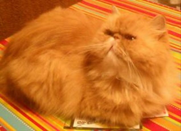 Quella fanaticona di Penny!!!