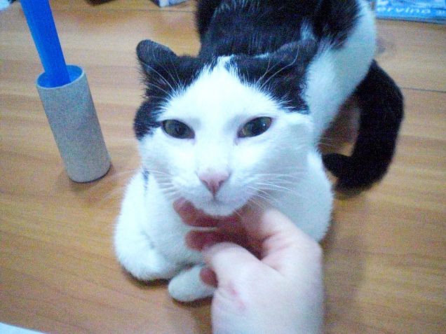 Merlino dagli occhi di giada