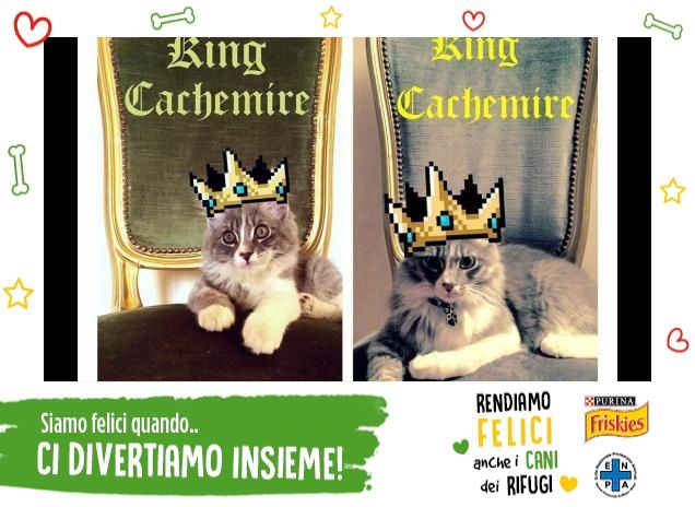 Cashmere il bello del reame