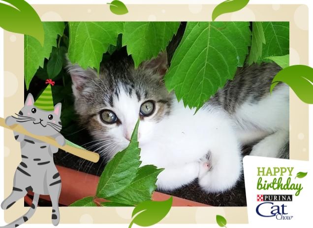 Happy Birthday from Sugar!