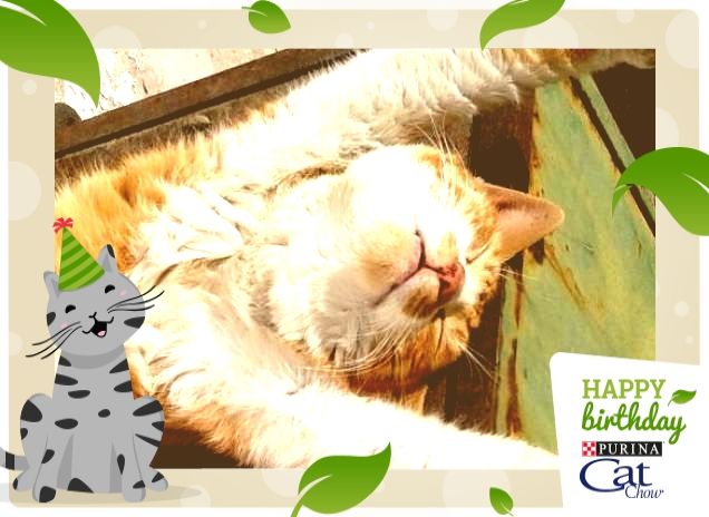 tanti auguri gattosi da Walter