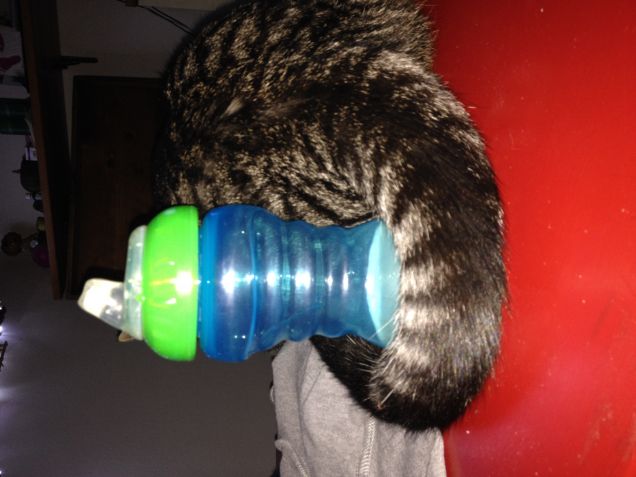 la guardia del biberon