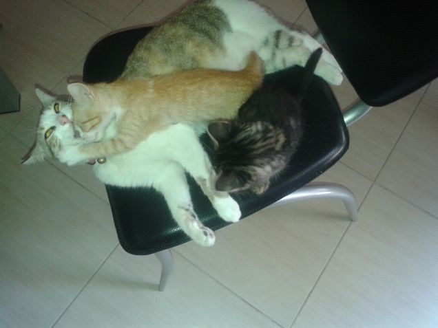 zokky con i suoi amici mici