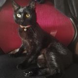 Antonia