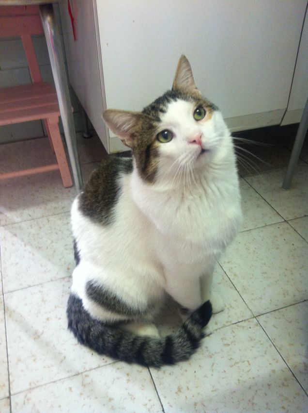 in attesa dei biscotti 