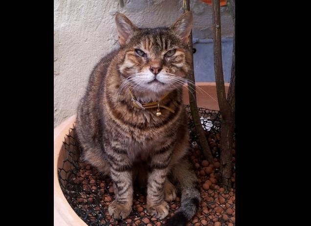 Micio assonnato dopo caccia