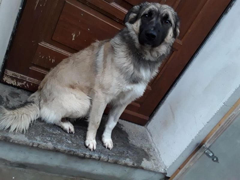 CUCCIOLO taglia media