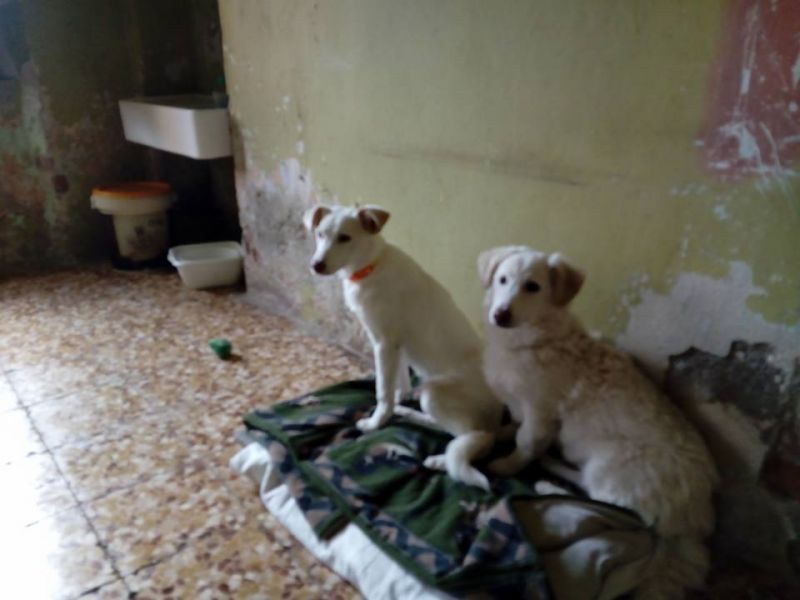 TEO CUCCIOLO taglia media