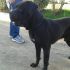 ADOTTATO! DAMON Cane Corso puro