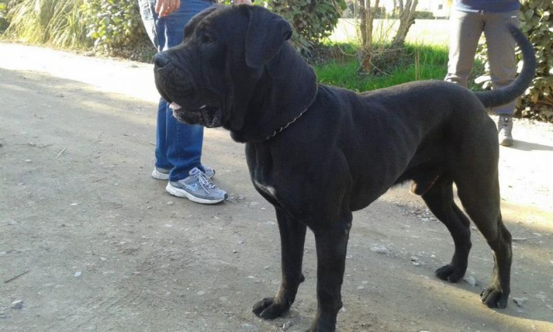 ADOTTATO! DAMON Cane Corso puro