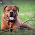 ADOTTATO RHIO, incrocio Dogue de Bordeaux