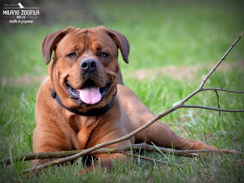 ADOTTATO RHIO, incrocio Dogue de Bordeaux