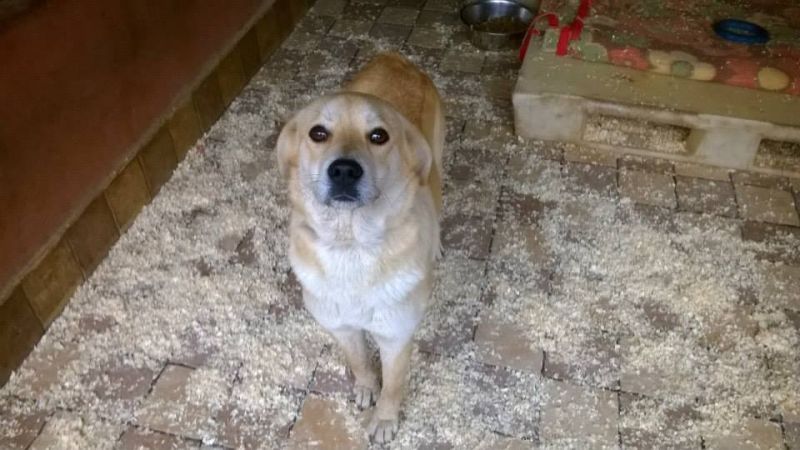ADOTTATA PIMPA simil labrador in miniatura
