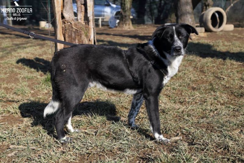   ADOTTATO BIAGIO timido cucciolo
