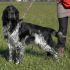  ADOTTATO TANGO Setter puro