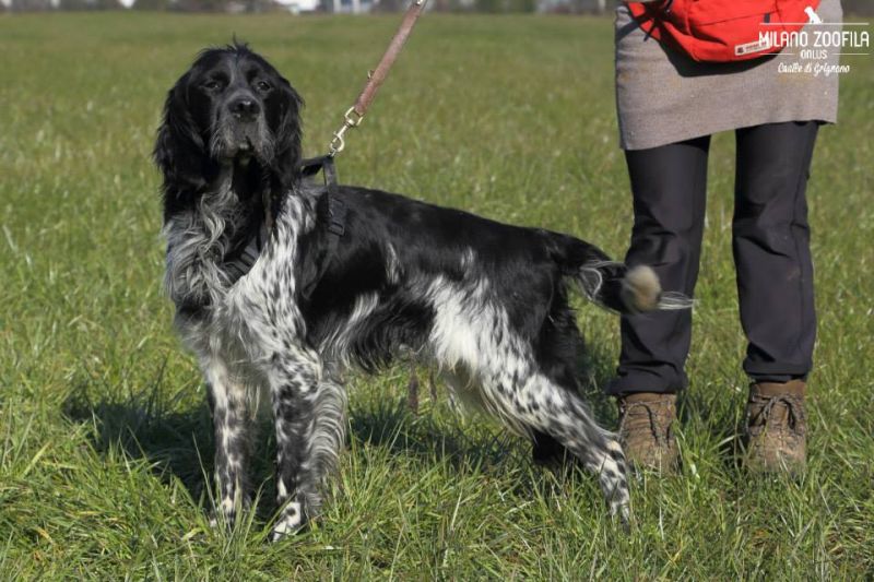  ADOTTATO TANGO Setter puro