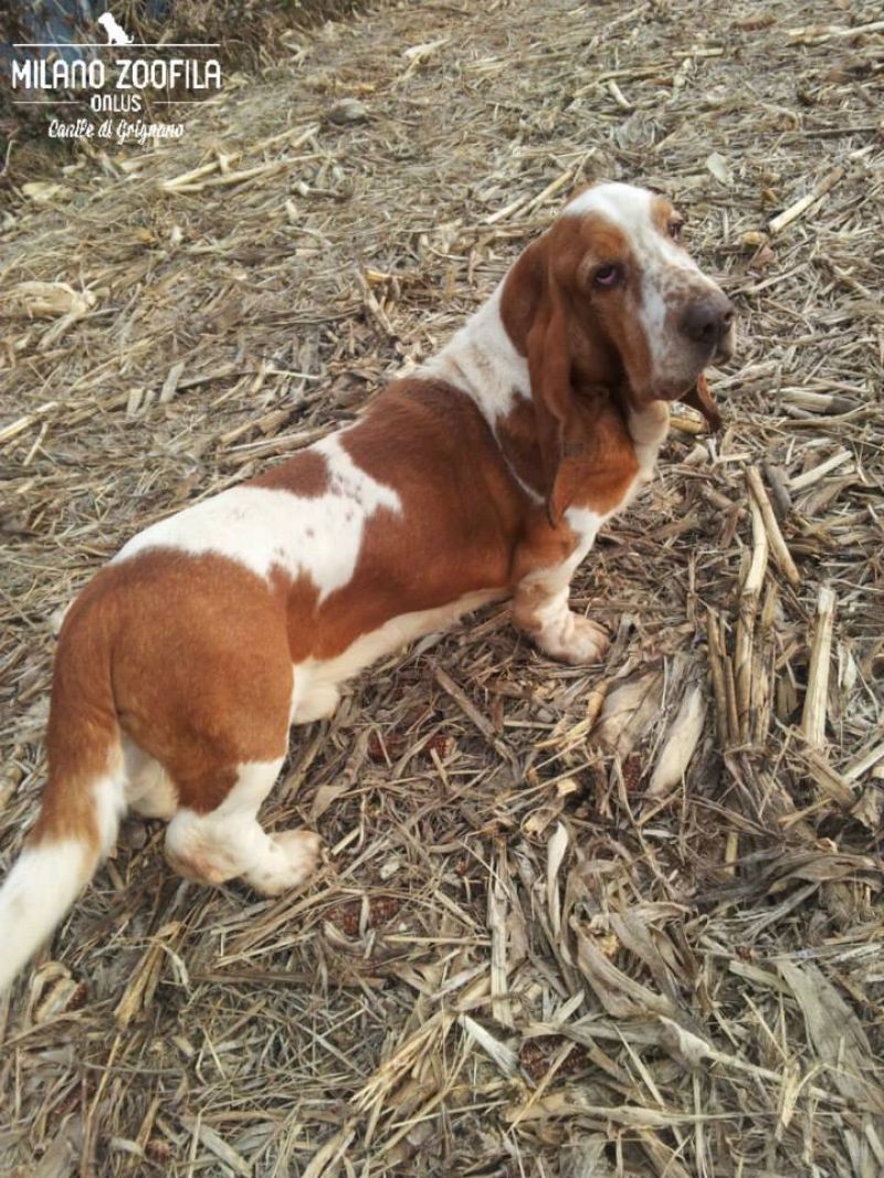 ADOTTATO PLUTO Basset Hound puro
