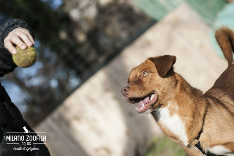ADOTTATO: BUDDY giovane lupacchiotto