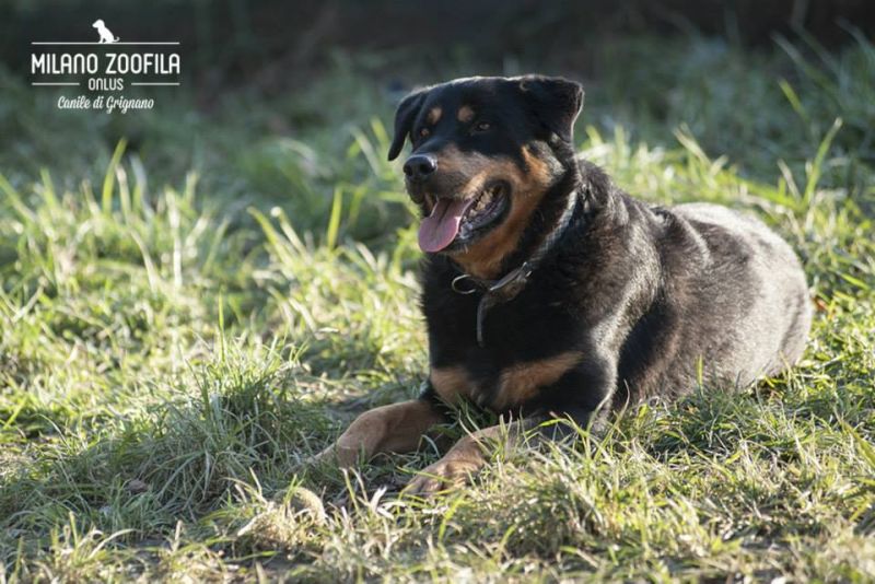 CLAYTON incrocio Rottweiler
