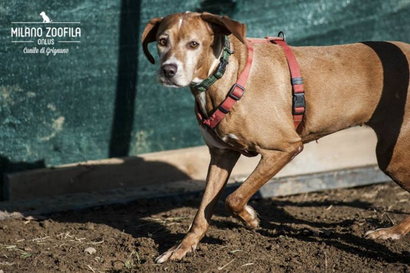 ADOTTATA! DANA timida segugina