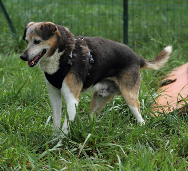 ADOTTATO MOSE’ anziano meticcio