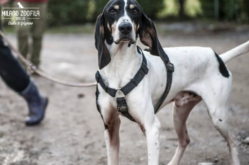 ADOTTATI:  LAPO&PLUTO  