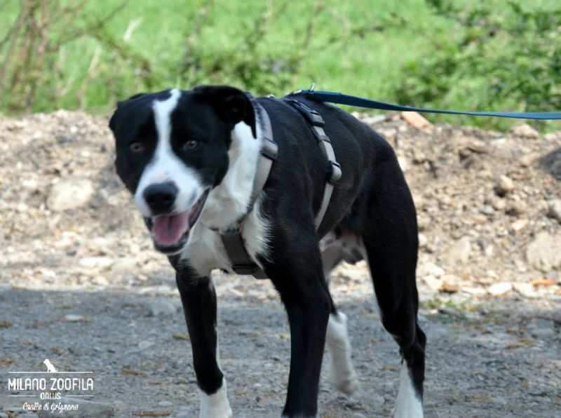 ADOTTATO ETHAN cucciolone molosso