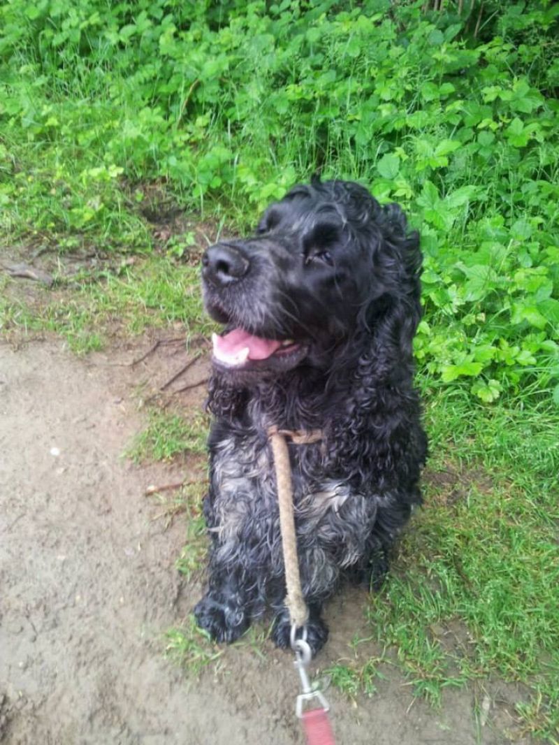 HERMES, Cocker Spaniel puro