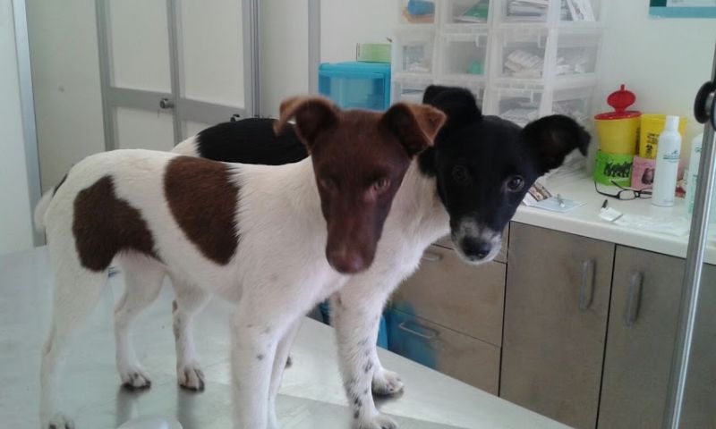 ADOTTATA!!! VODKA cucciola incrocio Fox Terrier e Jack Russell