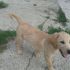 ADOTTATI CUCCIOLI SIMIL LABRADOR