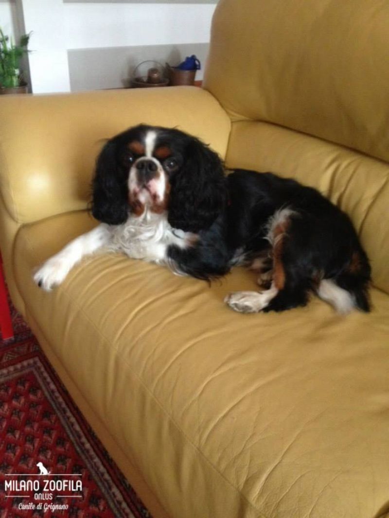 ADOTTATO, RINGHIO, Cavalier King puro