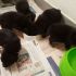  ADOTTATE: CUCCIOLE incrocio Pastore del Caucaso