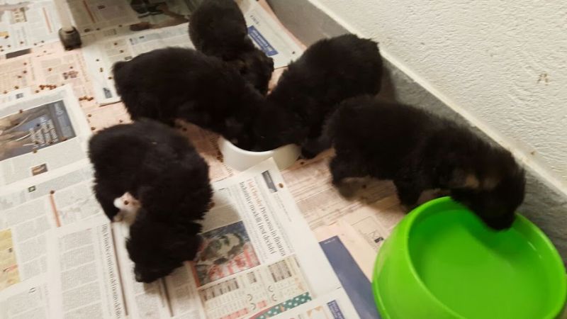  ADOTTATE: CUCCIOLE incrocio Pastore del Caucaso